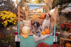 Fall Truck mini-Sessions with dogs